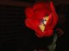 DSCF1390