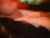 DSCF0914