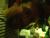DSCF0928