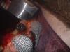 DSCF0978