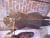 TN S5301611